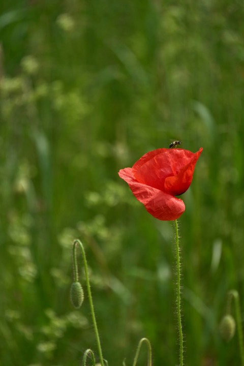 a red flower in a field of tall grass