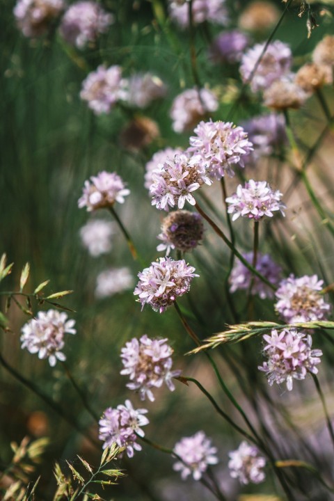 a bunch of flowers that are in the grass