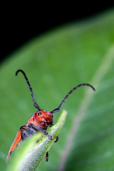 a close up of a bug on a leaf