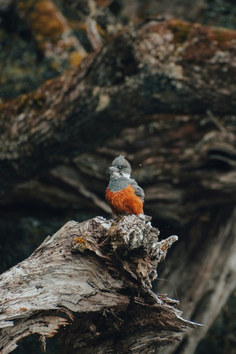 a small bird sitting on top of a tree branch