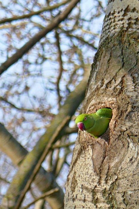 a green bird sitting on the side of a tree