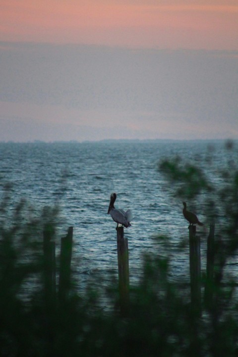 a couple of birds sitting on top of a wooden post