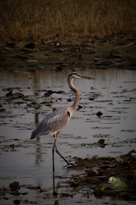 a bird is standing in a body of water