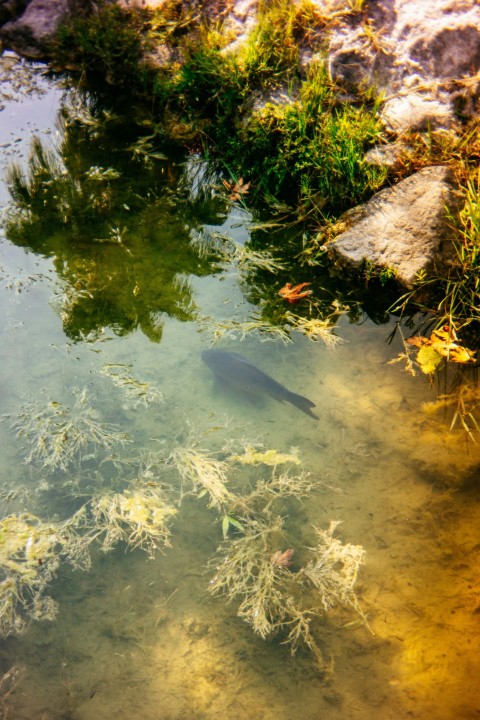 a fish swimming in a pond surrounded by grass and rocks