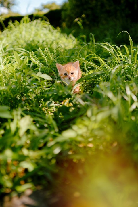 a small kitten peeking out from the grass