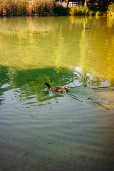 a duck floating on top of a body of water