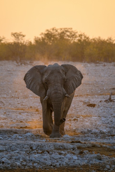 an elephant walking through a dry grass field