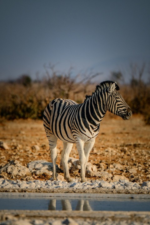 a zebra standing in the middle of a dirt field