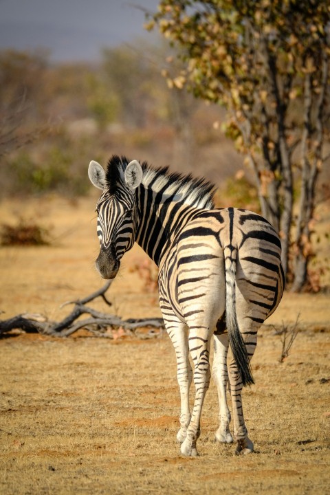 a zebra standing in a field next to a tree