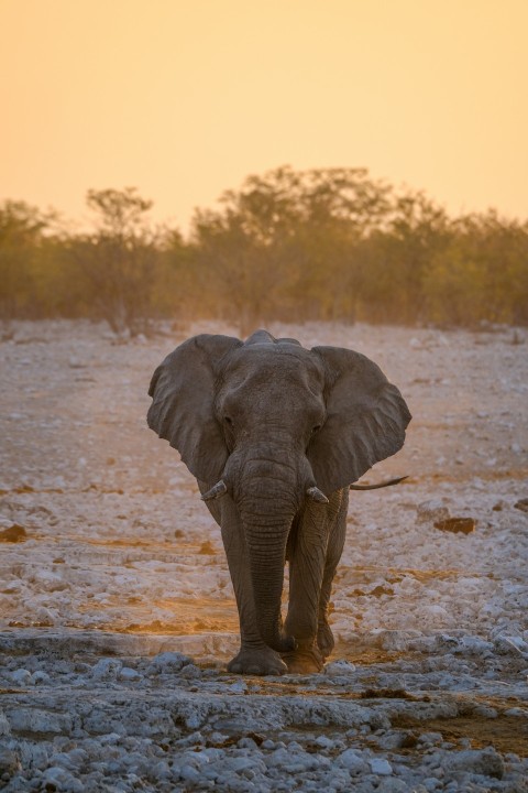 an elephant walking in a field with trees in the background