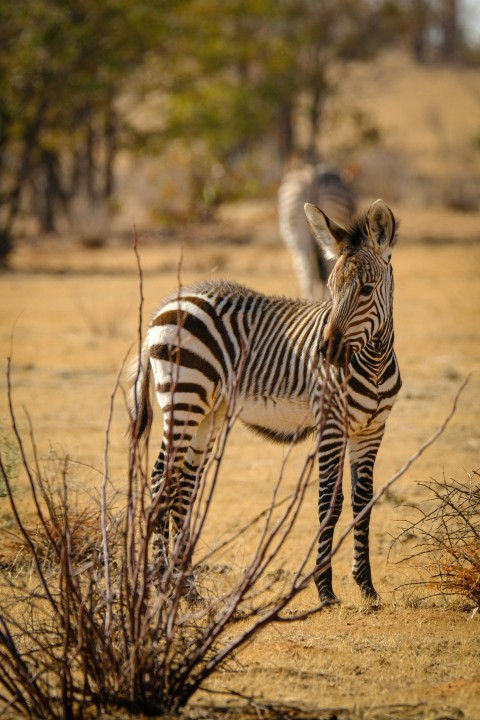 a zebra standing in the middle of a field ikuTrtfTY