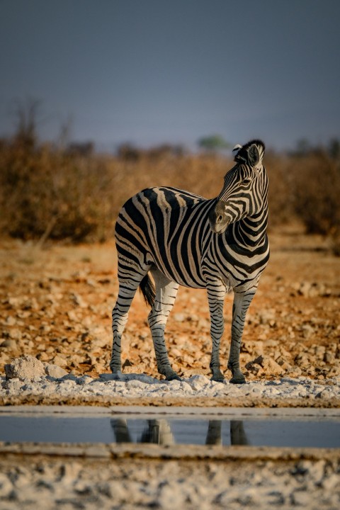 a zebra standing on top of a dry grass field