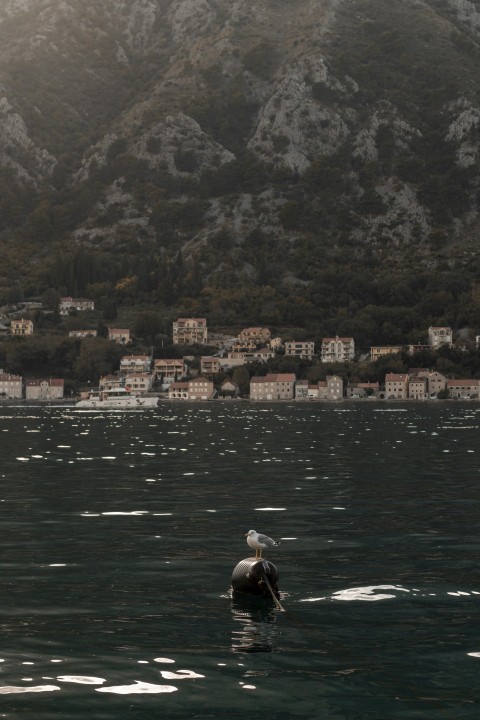 a bird sitting on top of a body of water