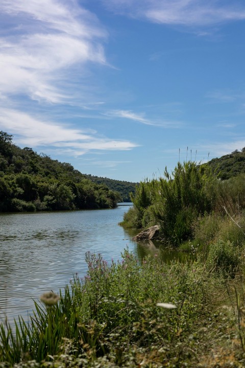 a river running through a lush green forest