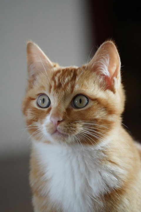 a small orange and white cat with blue eyes