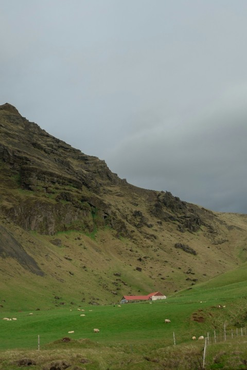 a green field with a mountain in the background