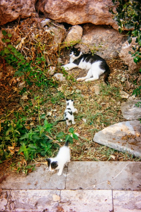 a couple of cats that are standing in the grass i