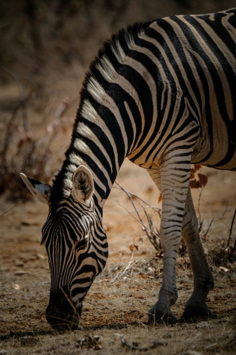 a zebra standing on top of a dry grass field