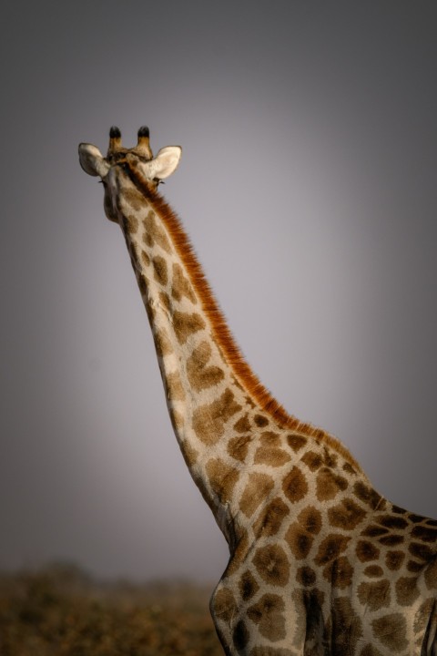 a giraffe standing in the middle of a field