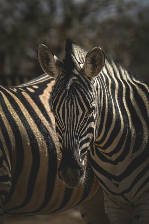 a couple of zebra standing next to each other