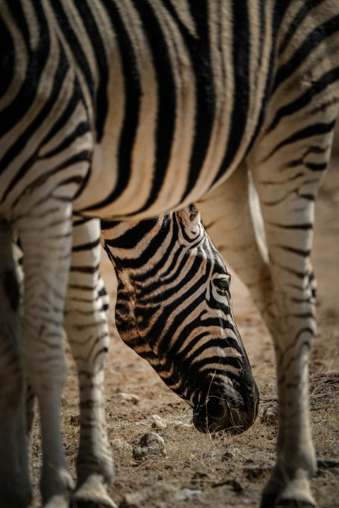 a couple of zebra standing next to each other x