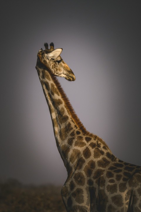 a giraffe standing in a field at night