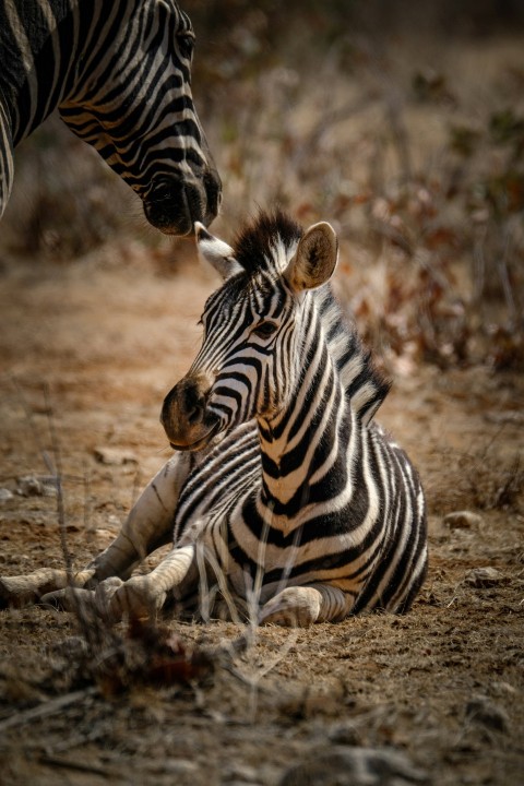 a baby zebra laying on the ground next to an adult zebra