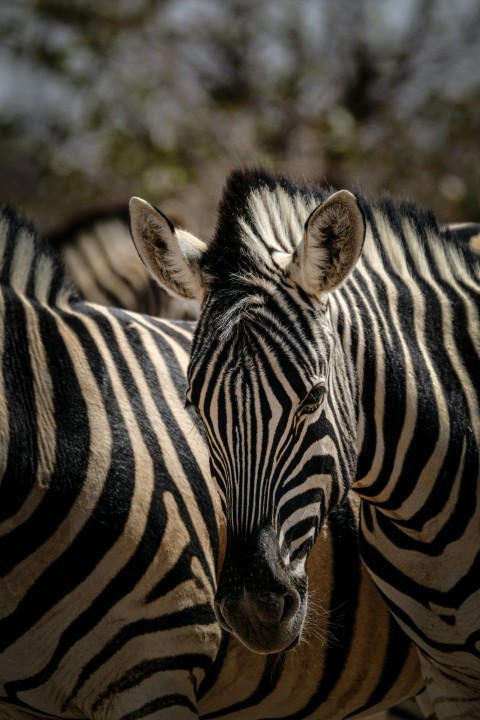 a group of zebra standing next to each other iL