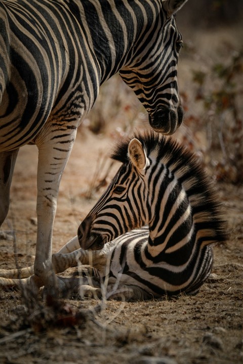 a baby zebra laying on the ground next to an adult zebra phvF