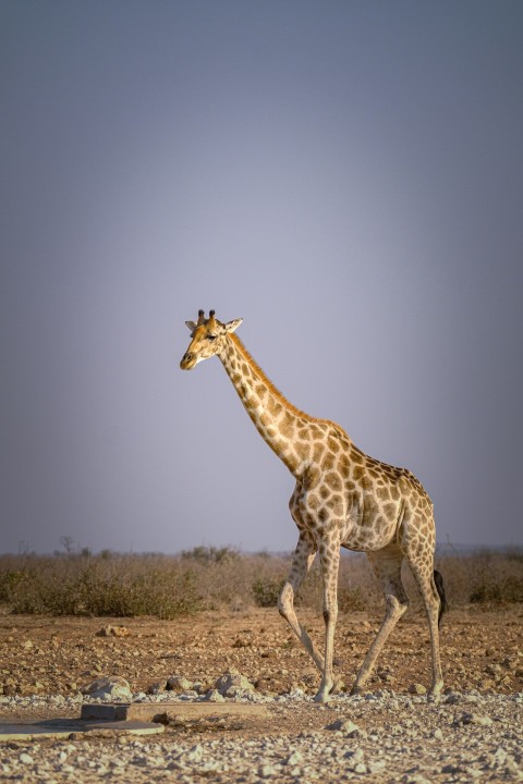 a giraffe walking across a dry grass covered field