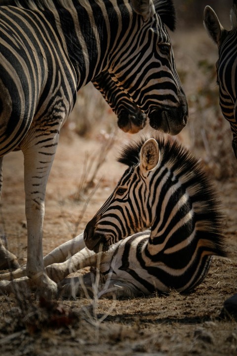 three zebras standing and laying on the ground