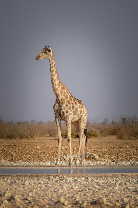 a giraffe standing in the middle of a desert