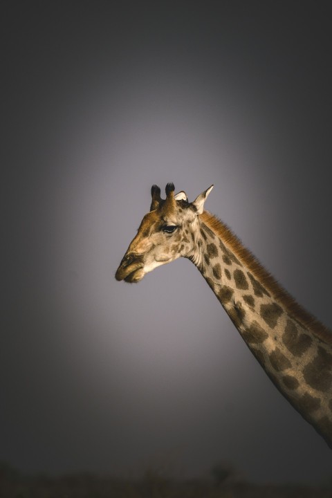 a giraffe standing in a field at night Lh5GrROD