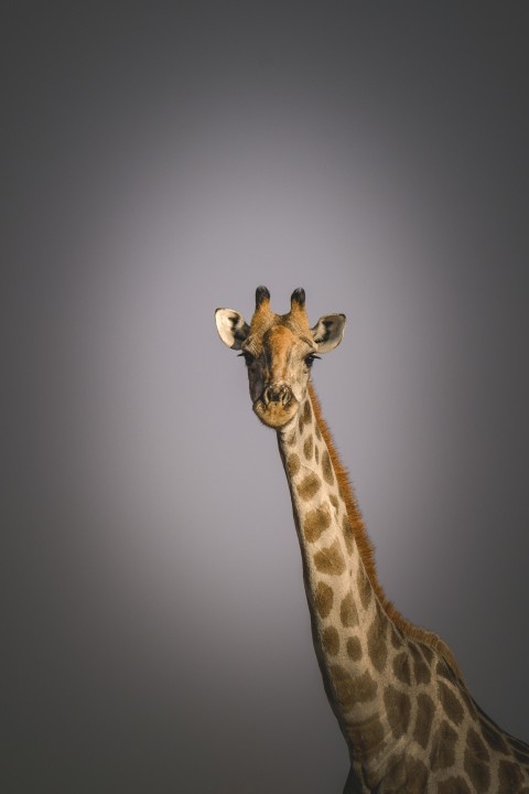 a giraffe is standing in the dark