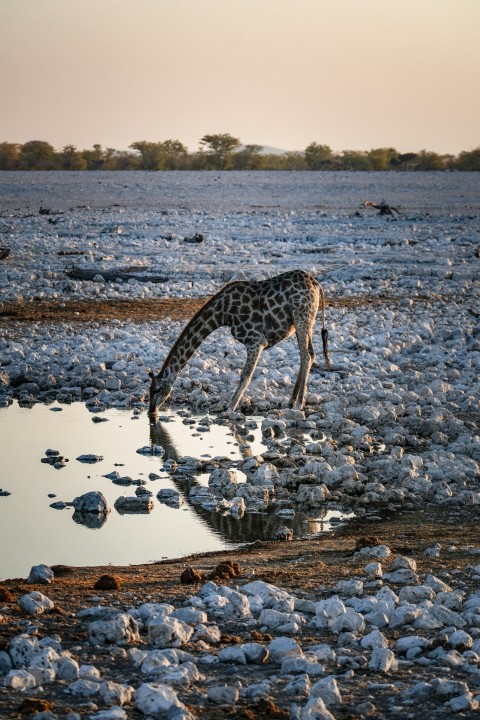 a giraffe bending down to drink water from a puddle