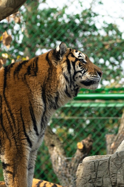 a tiger standing on top of a rock next to a tree