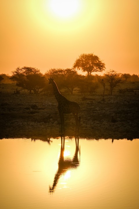 a giraffe standing in front of a body of water