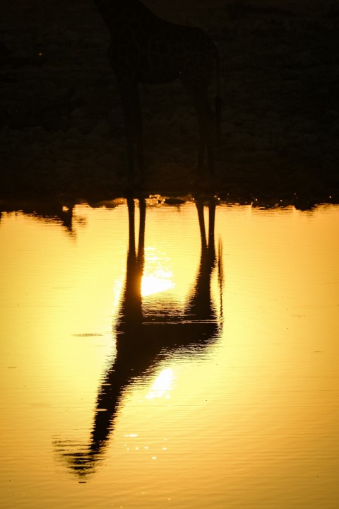 two giraffes standing in the water at sunset