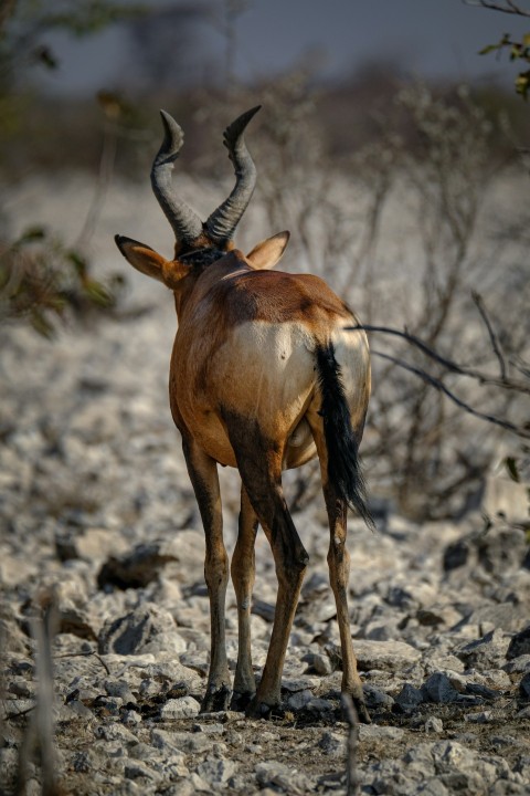 an antelope standing in the middle of a rocky area