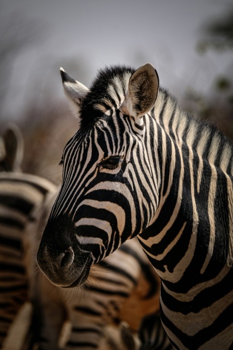 a herd of zebra standing next to each other  R9c2Zkf1