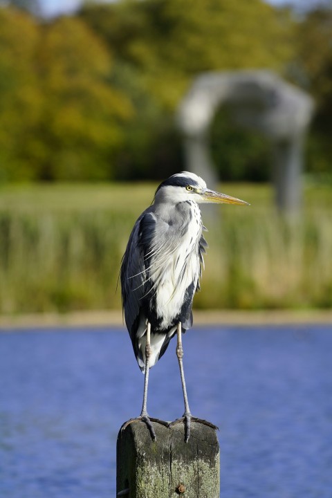 a bird is standing on a post by the water VN02sX