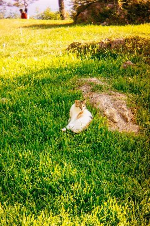 a cat laying in the grass near a tree