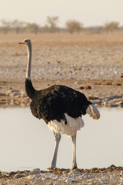 an ostrich is standing in front of a body of water ArmS5X