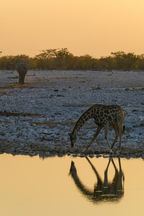 a giraffe bending down to drink water at a watering hole