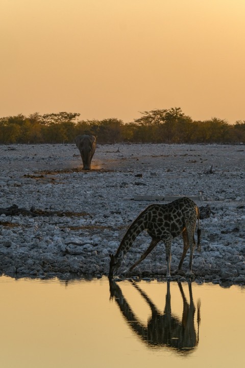 a giraffe bending down to drink water at a watering hole