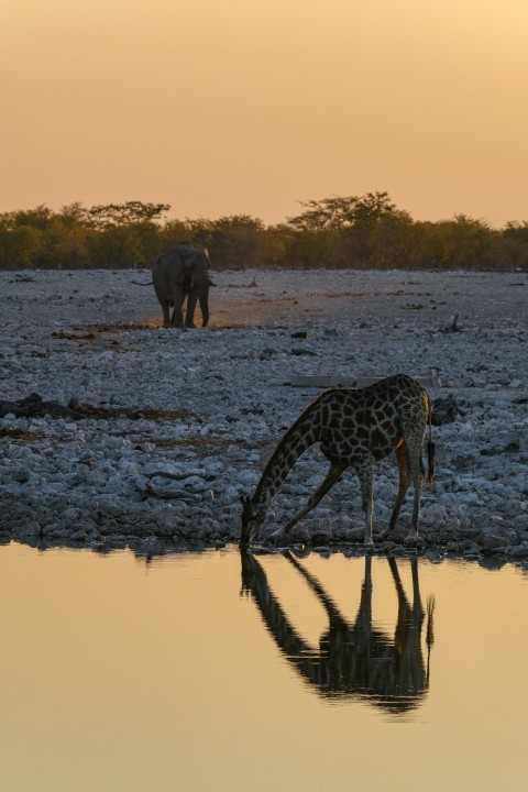 a giraffe drinking water from a pond at sunset