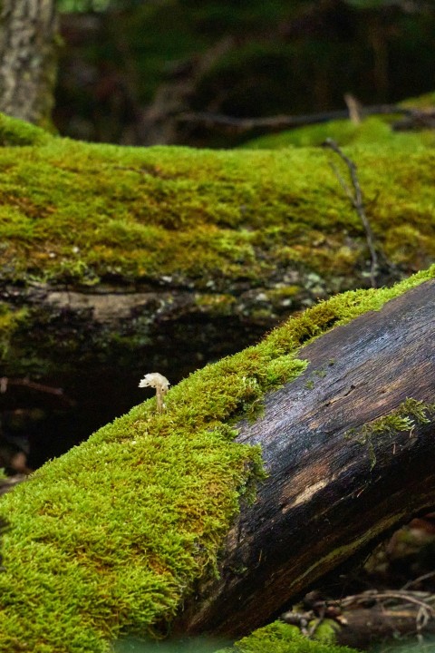 a log with moss growing on it in the woods