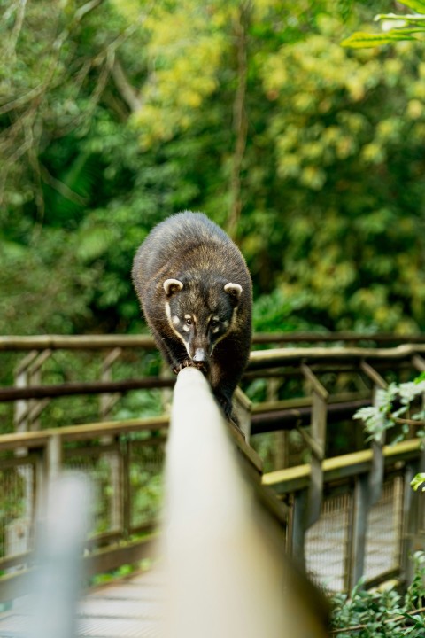 a raccoon walking across a bridge in a forest