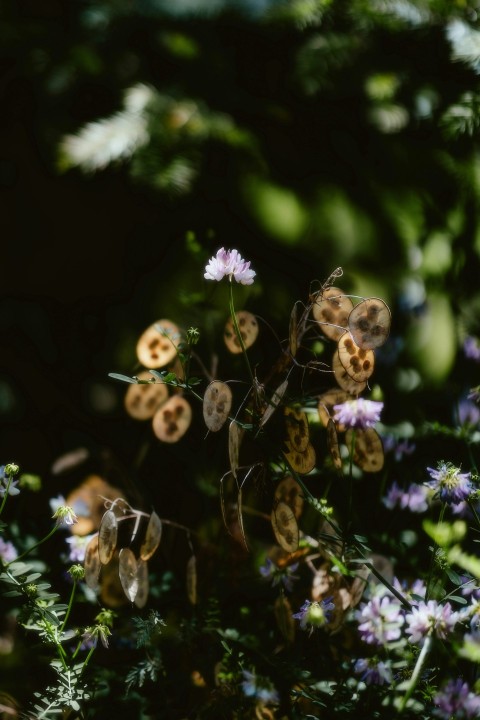 a bunch of flowers that are in the grass