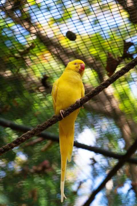 a yellow bird is perched on a tree branch